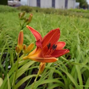 Hemerocallis 'Anzac' ---